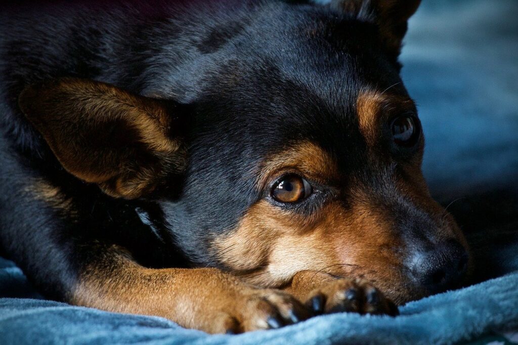 dog, pet, animal-7858450.jpg